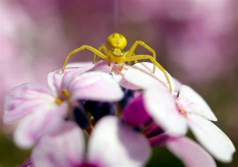 Garden Spider Facts | 20 Shocking Secrets! gardeningfamily