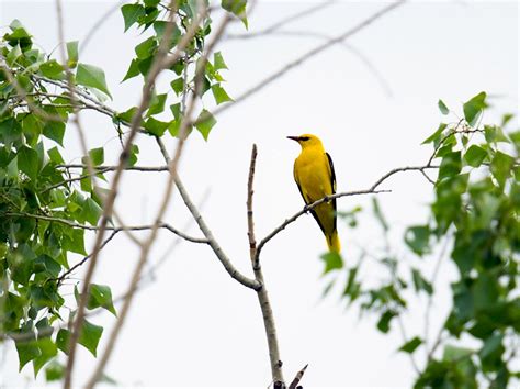 Eurasian Golden Oriole - eBird