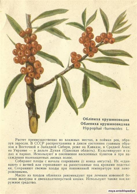 Облепиха | Трава, Растения, Целебные травы