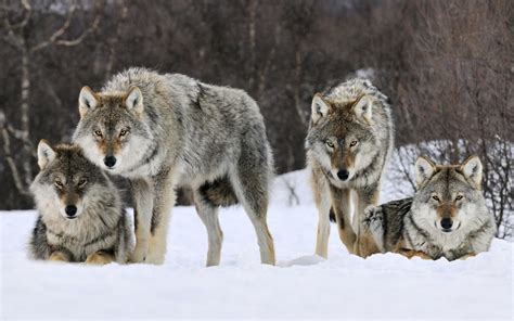 Gray Wolves Wallpapers - Wallpaper Cave