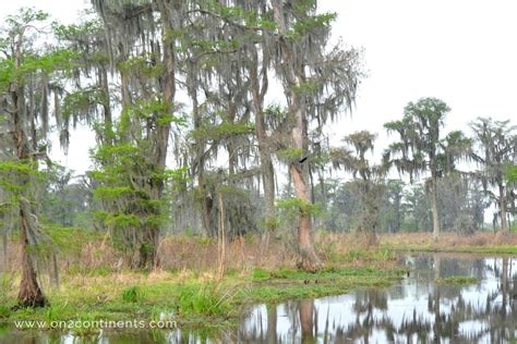 Swamp Tour 的图像结果