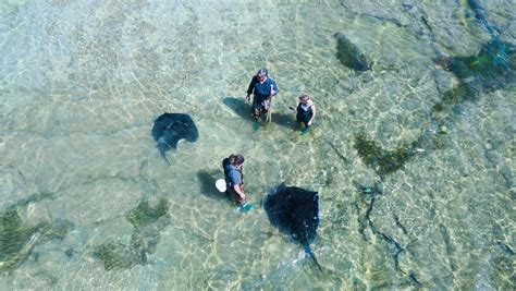 Dive Tatapouri Reef Ecology Tour with Wild Stingrays | Activities & Day ...