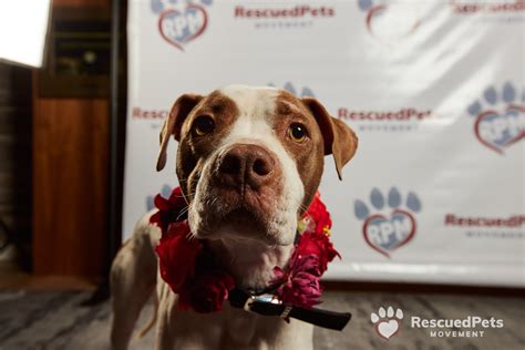 Events | Rescued Pets Movement