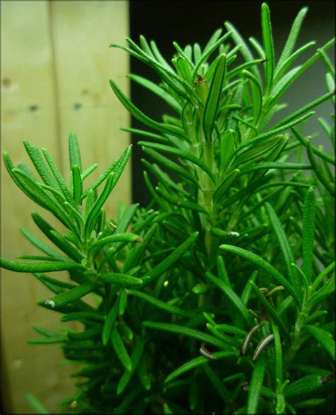 Patio of Pots: How to Grow Rosemary in a Container
