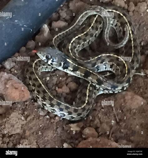 Checkered Garter Snake (Thamnophis marcianus) Reptilia Stock Photo - Alamy