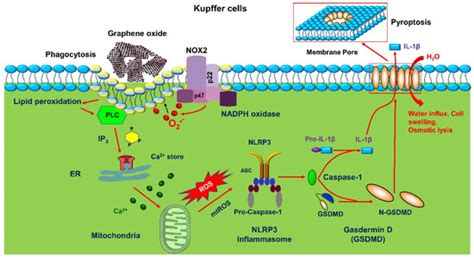 Diverse Pathways of Engineered Nanoparticle-Induced NLRP3 Inflammasome ...