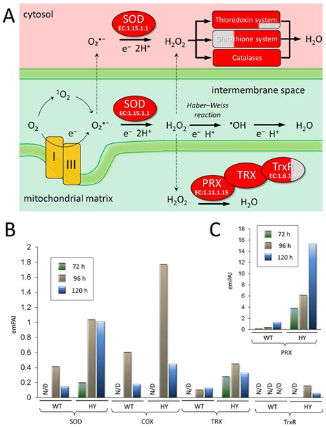 Comparative Proteomic Analysis of Acremonium chrysogenum Strains: Key ...