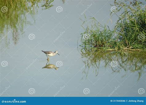 Common Greenshank stock photo. Image of life, wild, animals - 317043046