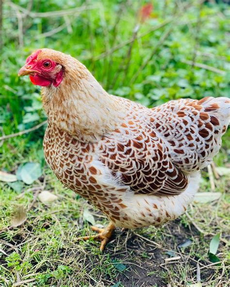Blue Laced Red Wyandotte: Breed Profile, Pictures & Facts