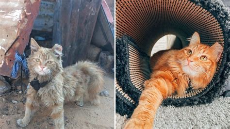 Love Transforms Neglected Cat's Life "Oliver" For The Best!