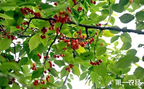 樱桃施什么肥？樱桃树种植的需肥特点与施肥技术 - 种植技术 - 第一农经网