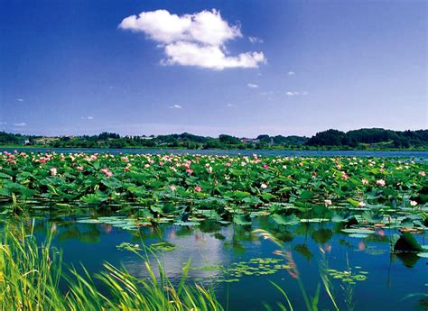 生态湘莲飘香全国