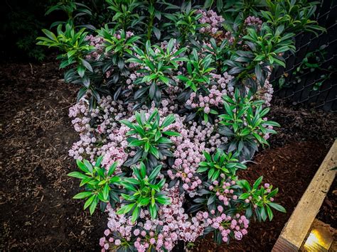 Minuet Mountain Laurel Shrub For Sale Online | The Tree Center