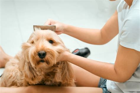 Image result for Cockapoo Care