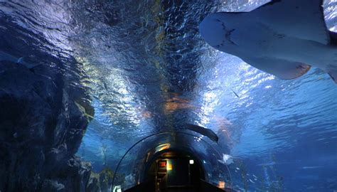 SEA LIFE COEX SEOUL AQUARIUM (2025) All You Need to Know BEFORE You Go ...