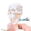 MediPrakt | 42 CM HUMAN SKELETON MODEL | ANATOMICALLY ACCURATE ...