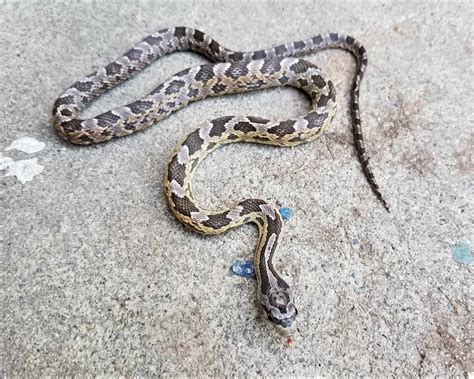 Recessive leucistic in texas rat snakes - Genetics & Species ...