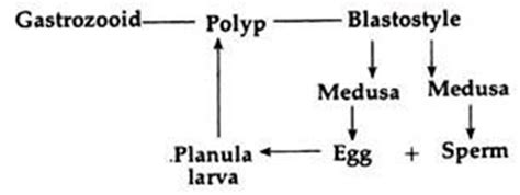 Cnidaria: Metagenesis - Zoology Optional Notes for UPSC PDF Download