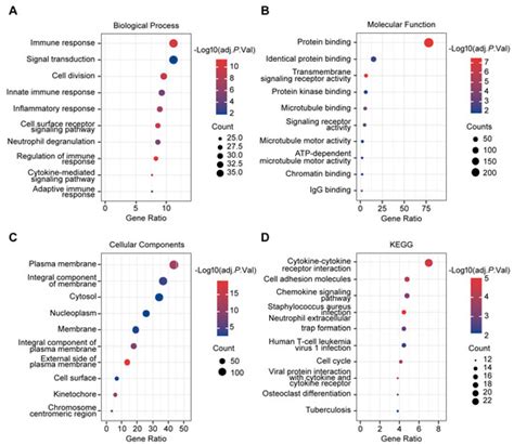 ARHGAP11A Is a Novel Prognostic and Predictive Biomarker Correlated ...