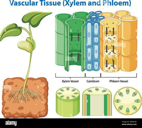 Plant Cohesion Vascular Tissue (Xylem and Phloem) illustration Stock ...