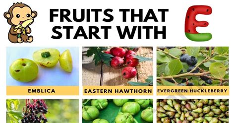 15 Exquisite Fruits that Start with E with Pictures • 7ESL