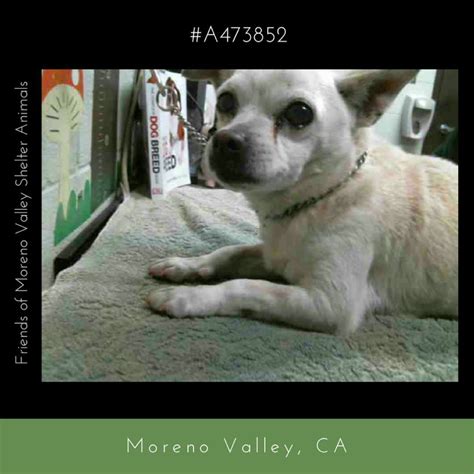 Pin on Urgent Animals in Need at Moreno Valley Animal Services in ...