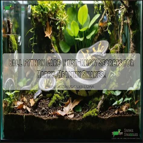 How to Take Care of Ball Python 的图像结果