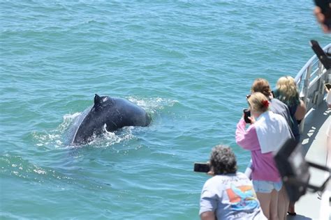 2 Hour Dolphin Tour Belmar NJ , 905 Route 35, Belmar, NJ, United States ...