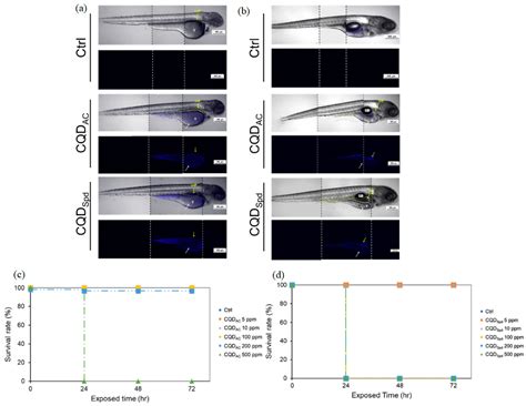 Emerging Trends in Nanomedicine: Carbon-Based Nanomaterials for Healthcare
