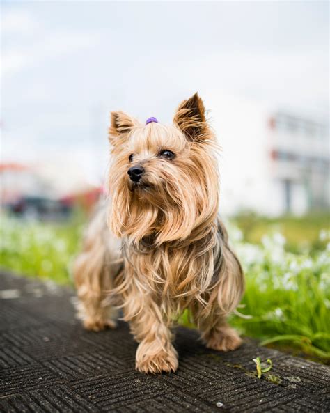 27 Hypoallergenic Dog Breeds That Are Best for Allergies