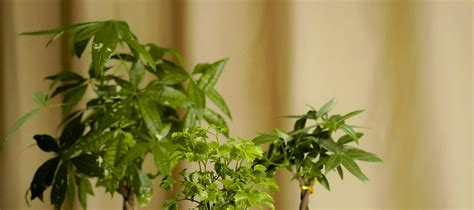 Kokedama Workshop - Klook India