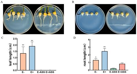 Maize Endophytic Plant Growth-Promoting Bacteria Peribacillus simplex ...