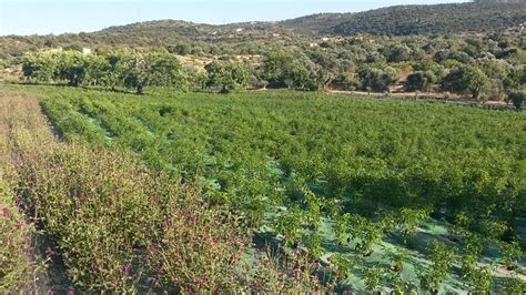 DIAS DE AROMAS - All You Need to Know BEFORE You Go 2026 (with Photos ...