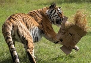 Tigers in Care of FOUR PAWS - FOUR PAWS International - Animal Welfare ...