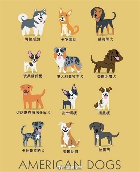当狗狗快乐时，会有以下6种表现 - 知乎