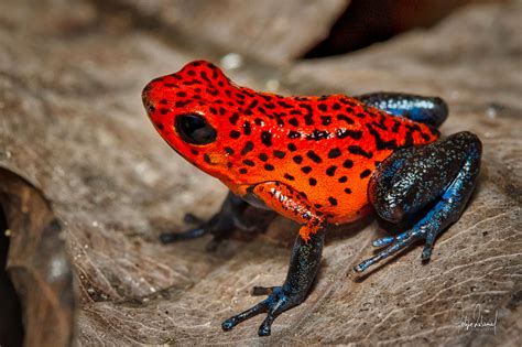 Pink Strawberry Poison Dart Frog