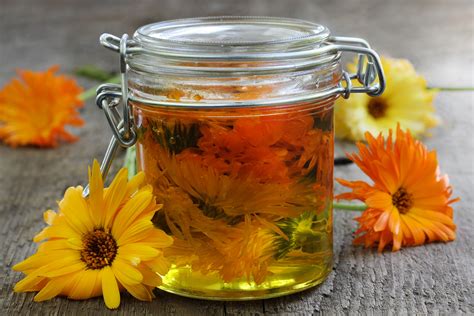 Calendula Oil: Health Benefits, Nutrition and More..