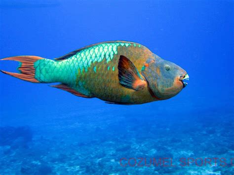 COZUMEL SPORTS (2026) All You Need to Know BEFORE You Go (with Photos ...