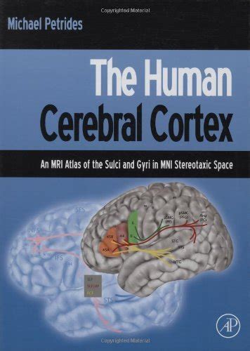 The Human Cerebral Cortex: An MRI Atlas of the Sulci and Gyri in MNI ...
