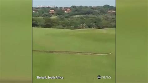 Image result for Africa Python Golf Course