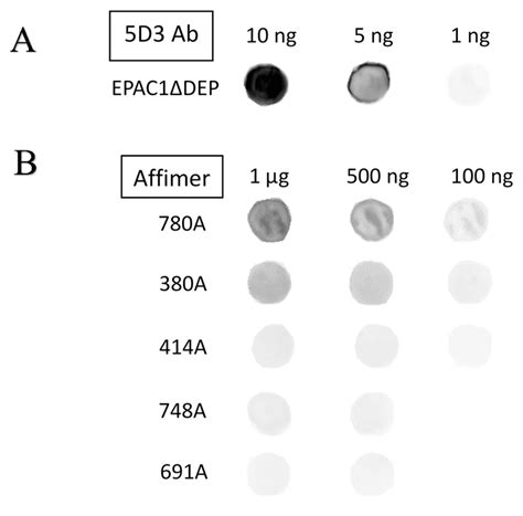 Identification and Characterization of an Affimer Affinity Reagent for ...