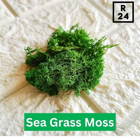 Grass Moss – Resin24
