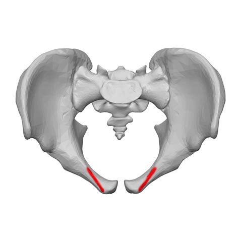 Pectineal Line New Compartment Of Thigh.pptx