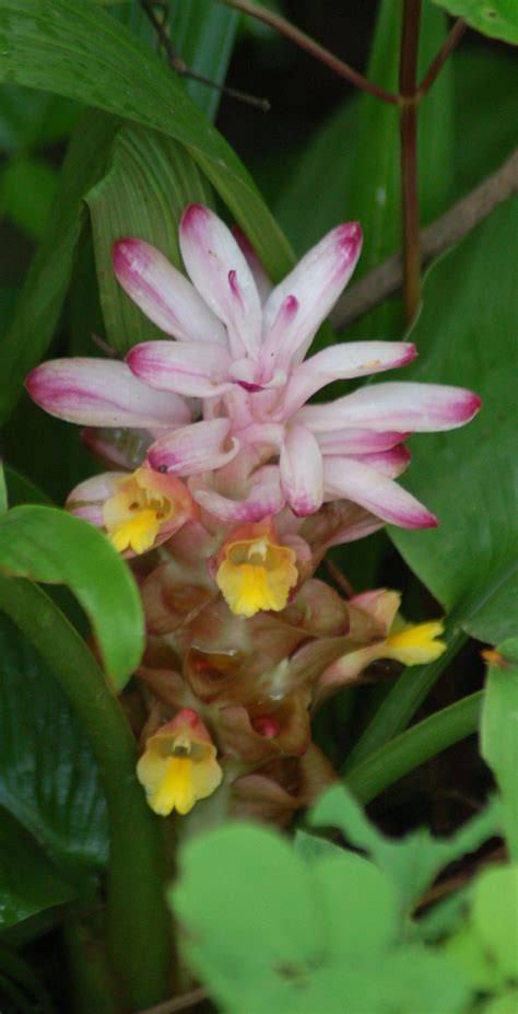 Melghat Plant Data Bank - Record