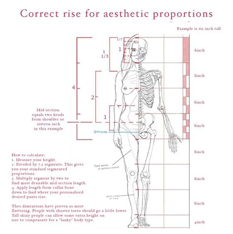 Correct proportions | Anatomy for artists, Anatomy reference, Human ...