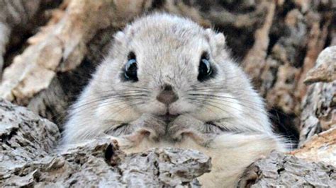 Siberian Flying Squirrel Wallpapers - Wallpaper Cave