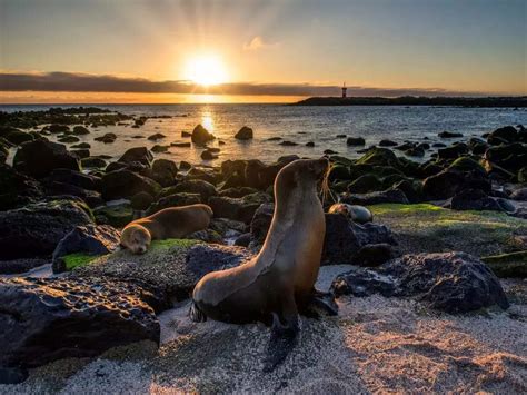 Toxic ocean sends sea lions into frenzy; swimmers and surfers under threat