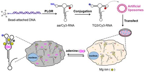 Incorporation of a FRET Pair into a Riboswitch RNA to Measure Mg2 ...