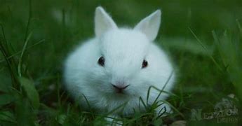 Image result for Albino Bunny Wild