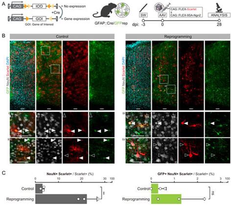 Image result for Astrocyte Neuron Reprogramming